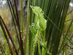 Pterostylis unicornis