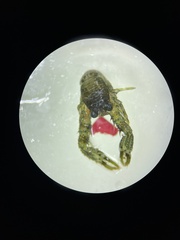 Phylladiorhynchus integrirostris