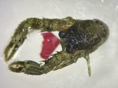 Phylladiorhynchus integrirostris