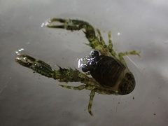 Phylladiorhynchus integrirostris