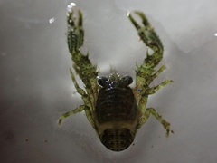 Phylladiorhynchus integrirostris