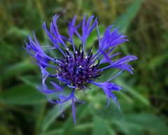 Centaurea montana