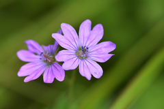 Geranium pyrenaicum