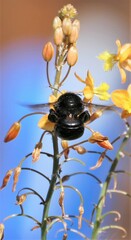 Xylocopa sonorina