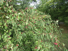 Cotoneaster multiflorus
