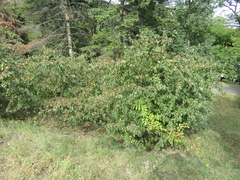 Cotoneaster multiflorus