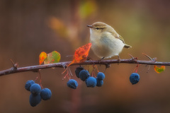 Phylloscopus humei