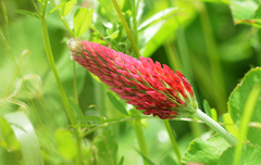 Trifolium incarnatum