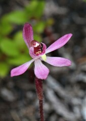 Caladenia minor