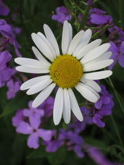Anthemis cretica carpatica