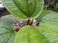 Trachelophorus giraffa