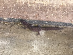 Christinus marmoratus