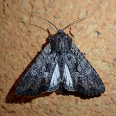 Mniotype occidentalis