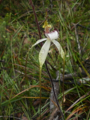 Caladenia venusta