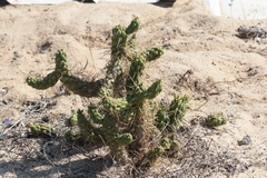 Austrocylindropuntia subulata