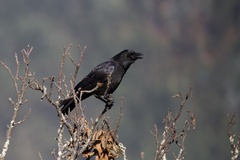 Corvus corone