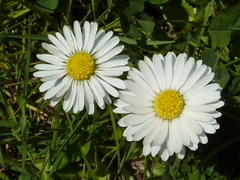 Anthemis