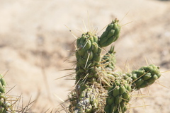 Austrocylindropuntia subulata
