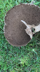 Calvatia cyathiformis