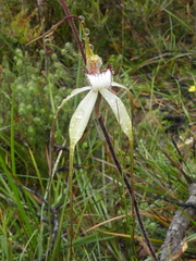 Caladenia venusta