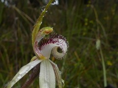 Caladenia venusta