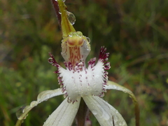 Caladenia venusta