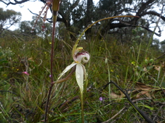 Caladenia venusta