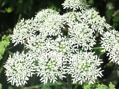 Heracleum mantegazzianum