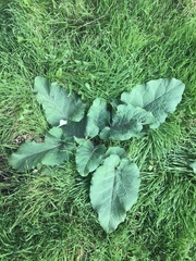 Arctium lappa