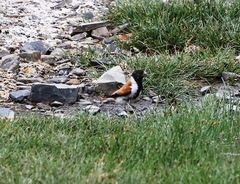 Serinus alario