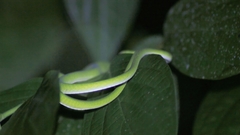 Ahaetulla prasina