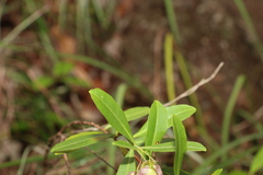 Dodonaea lanceolata