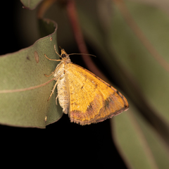 Chrysolarentia mecynata