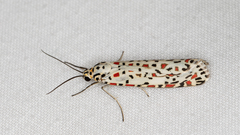 Utetheisa pulchelloides