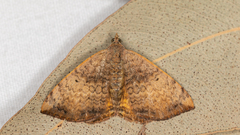 Chrysolarentia mecynata