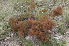 Allocasuarina misera
