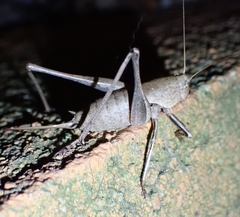 Thyreonotus corsicus