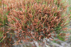 Allocasuarina misera