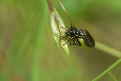 Dioctria atricapilla