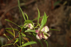 Dodonaea lanceolata