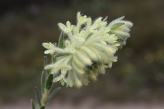 Pimelea octophylla