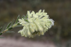 Pimelea octophylla