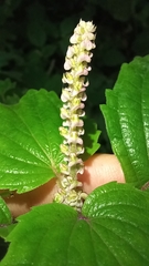 Perilla