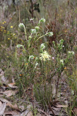 Pimelea octophylla