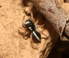 Heliophanus pistaciae