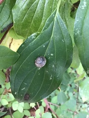 Helicigona lapicida