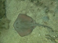 Trygonoptera testacea