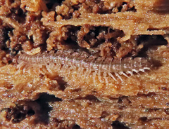 Polydesmus