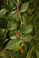 Cotoneaster bullatus