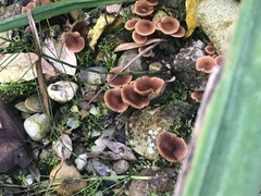 Collybiopsis villosipes